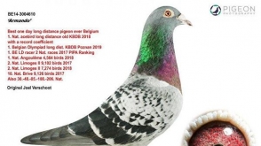 В Бельгии почтового голубя продали за 1,25 млн евро