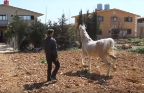 Реабилитация для лошадей: как в Сирии спасают пострадавших от войны арабских скакунов