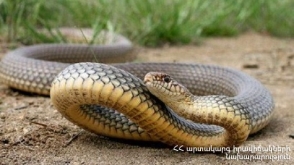 Խարբերդի տներից մեկի մոտակայքում օձ է նկատվել