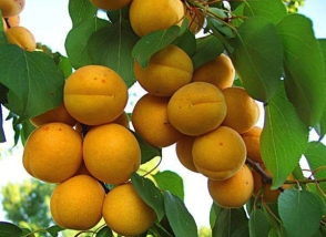 Ժողովուրդն աստիճանաբար հետ է գալիս հետհեղափոխական խումարից