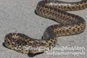 Ահազանգեր են ստացվել հանրապետության տարբեր տարածքներում նկատված օձերի վերաբերյալ