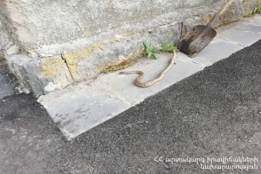 Բռնել են 1 սահնօձ, 1 գյուրզա, 3 շահմար տեսակի օձ