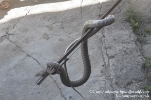 Բռնել են 2 գյուրզա, 1 շահմար, 1 սահնօձ տեսակի օձեր