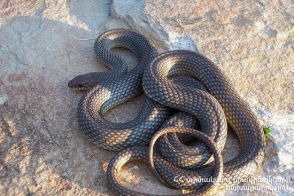 Ահազանգեր են ստացվել հանրապետության տարբեր տարածքներում նկատված օձերի վերաբերյալ