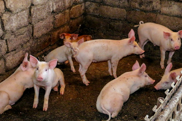 «Տավուշի և Լոռու մարզերում ունենք աֆրիկյան ժանտախտի ստացիոնար օջախներ». ՍԱՊԾ նախկին պետ