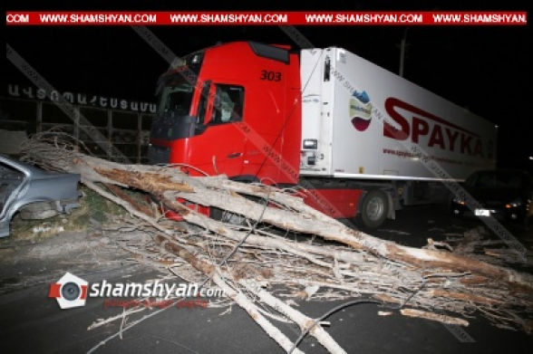 Երևանում հսկայական ծառը տապալվել և վնասել է «Սպայկա» ընկերության Volvo-ն