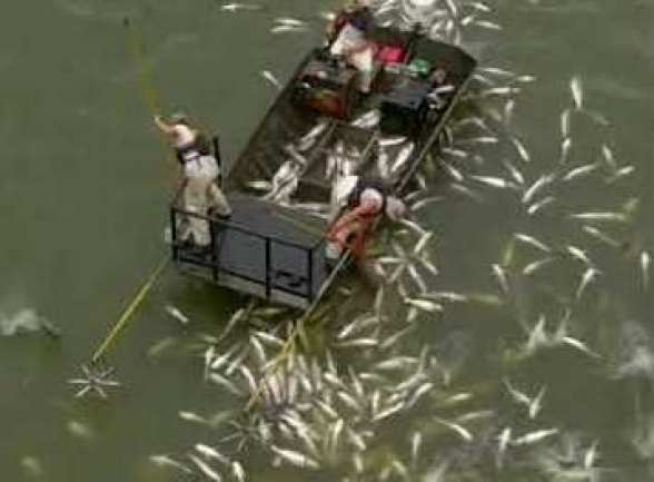 Բոլոր ձկնորսների երազանքը