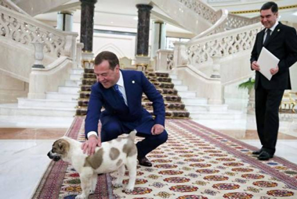 Մեդվեդևը ցուցադրել է ալաբայա շան ձագին, որը նրան նվիրել Է Թուրքմենստանի նախագահը