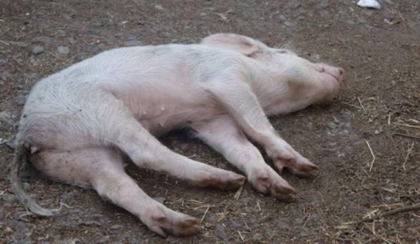 Հարթաշեն և Քարահունջ համայնքներում արձանագրվել են խոզերի անկման դեպքեր