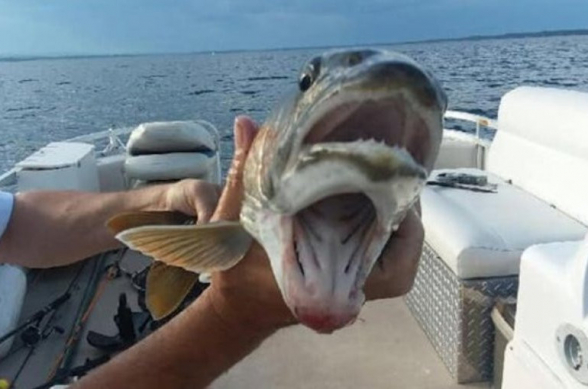 Ամերիկուհին «երկու բերան» ունեցող արտասովոր ձուկ է որսացել