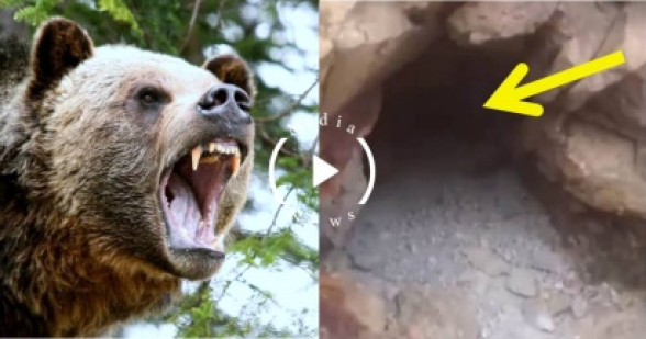 Արագած լեռան վրա՝ արջի հետքերով. բացառիկ կադրեր