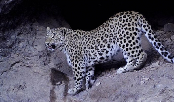 Թաքնված տեսախցիկները կրկին կովկասյան հովազի են ֆիքսել