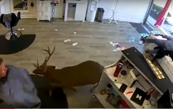 Олень влетел в окно салона красоты и выбежал через дверь