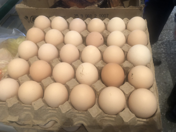 Գյումրիում ոչնչացվել է 495 հավկիթ