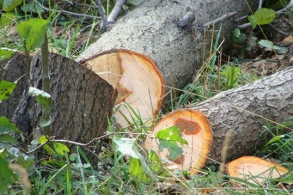 Անտառապահին մեղադրանք է առաջադրվել՝ թվով 75 հատ ծառ ապօրինի հատելու համար