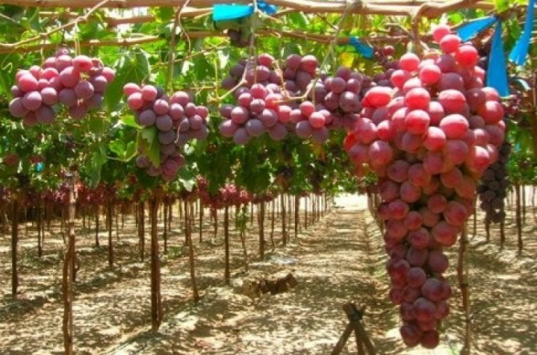 «Խաղողային» բողոք Հայաստանում․ գյուղացիները դժգոհ են մթերման ցածր գներից