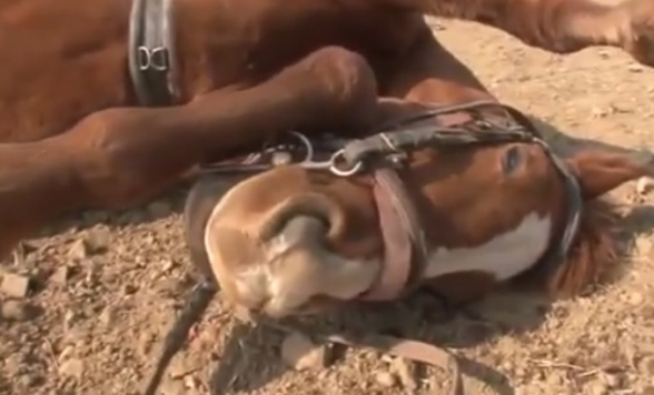 Չարաճճի ձին ամեն անգամ ընկնում է, երբ իրեն փորձում են հեծնել