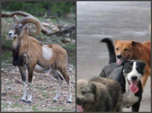 2-րդ դեպքը․ Կենդանաբանական այգում թափառող շների ոհմակը մուֆլոններ է հոշոտել