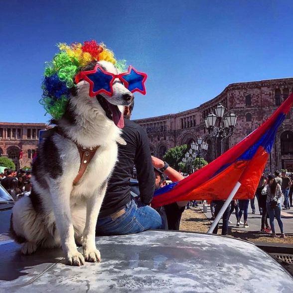 Չալոն պահանջում է իրեն նշանակել Երևանի կենդանաբանական այգու տնօրեն