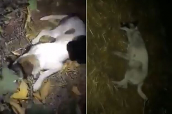 Կենդանաբանական այգու աշխատակիցներն ու մասնագետները վնասազերծում են այգու հարակից տարածքներում թափառող շներին (տեսանյութ)