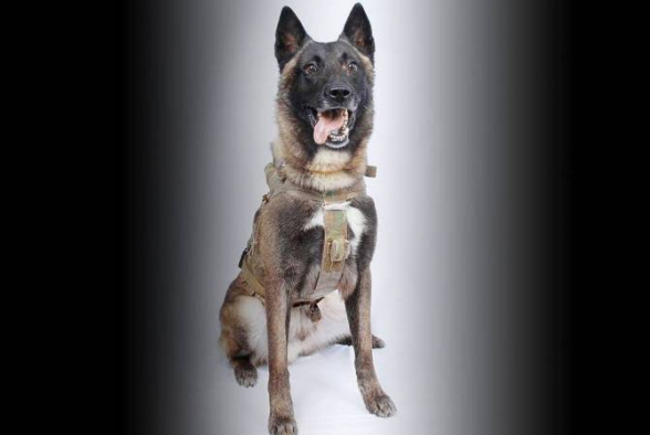 The New York Times-ն ԻՊ-ի պարագլխի ոչնչացման ամբողջ վաստակը վերագրել Է շանը. Թրամփ