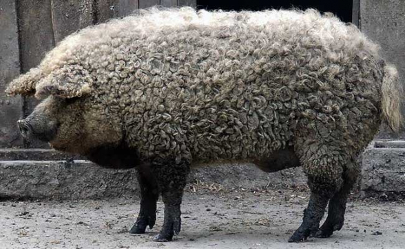 Овцесвинья