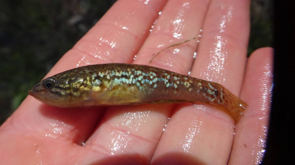 В Австралии нашли редкую рыбу, которую 20 лет считали вымершей