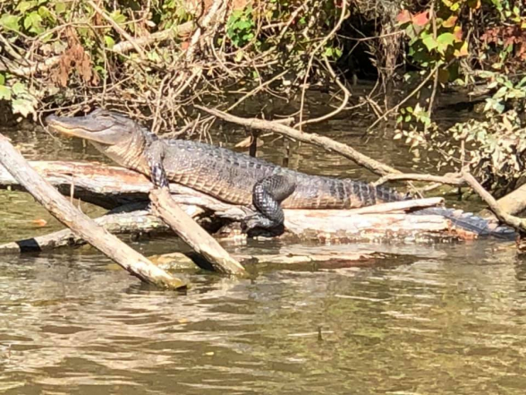 Փաշինյանի աներձագը Գարիկ Սարգսյանի համար կոկորդիլոս է ընտրել (տեսանյութ)