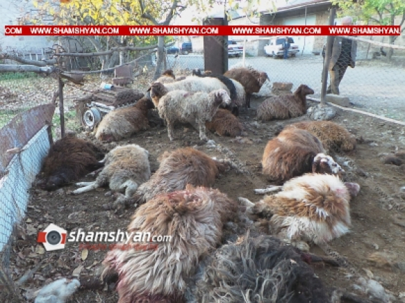 Ոսկեվազ գյուղում գայլերը հոշոտել են սոցիալապես անապահով ամուսինների ապրուստի միջոց՝ 25-ից ավելի մայրացու հղի ոչխարներին