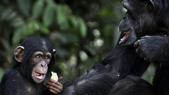 Современные обезьяны оказались умнее предков человека
