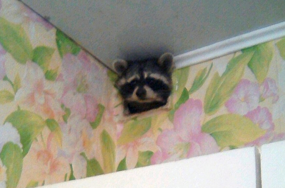 Ռուսաստանում ջրարջը փախել է հին տերերից և արգելափակվել այլ բնակարանի օդափոխության համակարգում