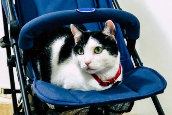 Կատուն Ուկրաինայում խեղդամահ է արել 9-ամսական երեխայի