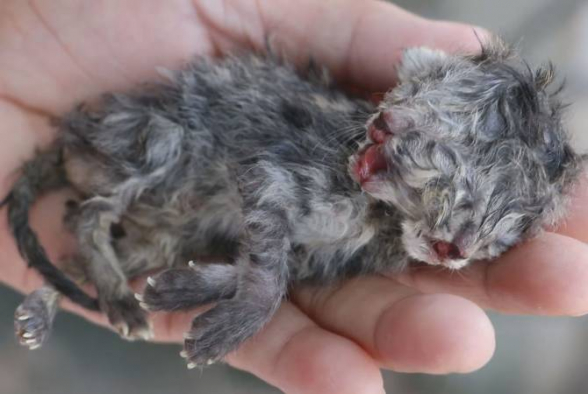 В Таиланде родился двуглавый котенок