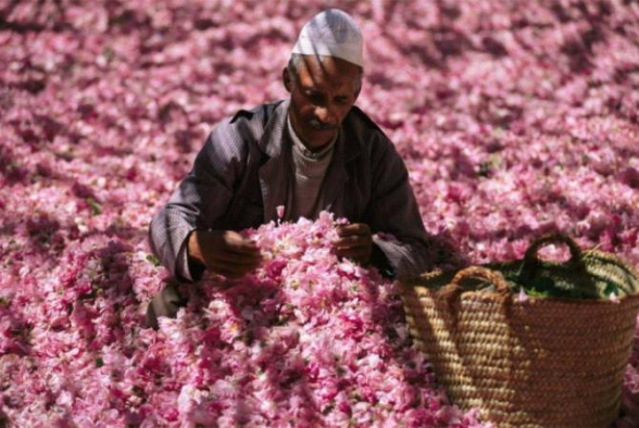 Դամասկոսյան վարդը ներառվել է ՅՈՒՆԵՍԿՕ-ի ոչ նյութական ժառանգության ցանկում