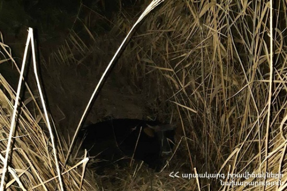 Խոշոր եղջերավոր կենդանին ընկել է ջրատարը