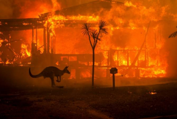 В результате лесных пожаров в Австралии погибли более 1 млрд животных