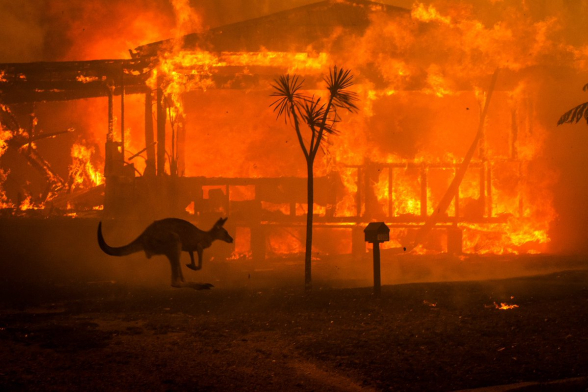 Австралия сможет восстановиться после лесных пожаров только через 100 лет