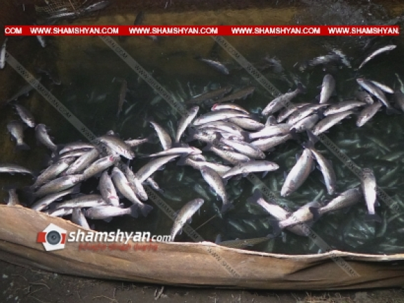 Կոտայքի մարզում «Իշխան» տեսակի 4 հազարից ավելի ձկներ գետում և ավազաններում հայտնաբերվել են սատկած, գետի ջուրն էլ ամբողջովին կասկածելի փրփուրով է պատվել (տեսանյութ)