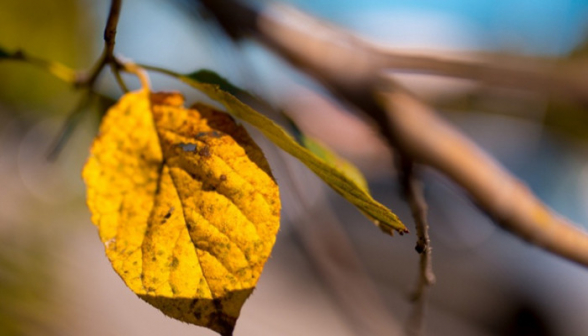 Օդի ջերմաստիճանը հունվարի 29-31-ի գիշերն աստիճանաբար կբարձրանա 6-8 աստիճանով