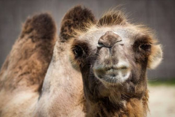 В Ереванском зоопарке умер верблюд