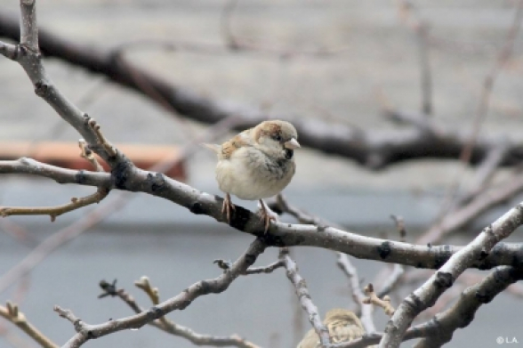 Օդի ջերմաստիճանը 18-22-ն աստիճանաբար կբարձրանա 5-7 աստիճանով