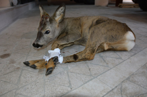 Շուշիում ԱԻՆ ծառայողներն այծյամի են փրկել (լուսանկարներ)