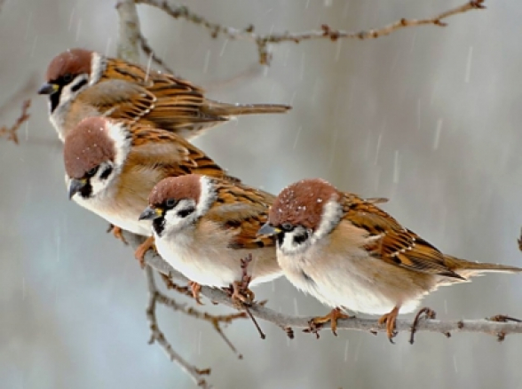 Փետրվարի 25-ի ցերեկը, մարտի 1-ին սպասվում են տեղումներ, բարձրադիր գոտում թաց ձյուն, ցածրադիր գոտում անձրև