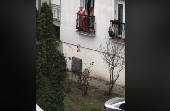 Ինչպես են շանը ման տալիս կարանտինի պայմաններում