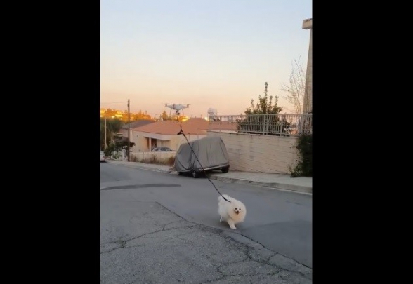 Կիպրոսի բնակիչը դրոնի միջոցով շանը հանում է զբոսանքի՝ կորոնավիրուսի պատճառով ինքնամեկուսացված լինելու պայմաններում