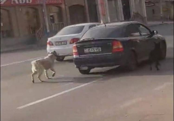 Պարզվել է կենդանիներին մեքենայից կապած անձի ինքնությունը