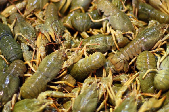 Չարաշահումներով որսի հետևանքով վտանգվել է Սևանա լճում խեցգետնի պոպուլյացիայի վերարտադրությունը. հարուցվել է քրեական գործ