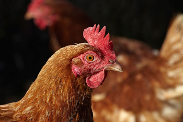 Հրդեհ Դալար գյուղի թռչնանոցում