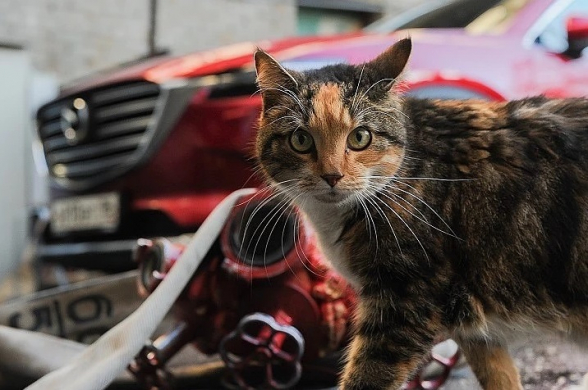 Кошки в китайском Ухане массово заразились коронавирусом
