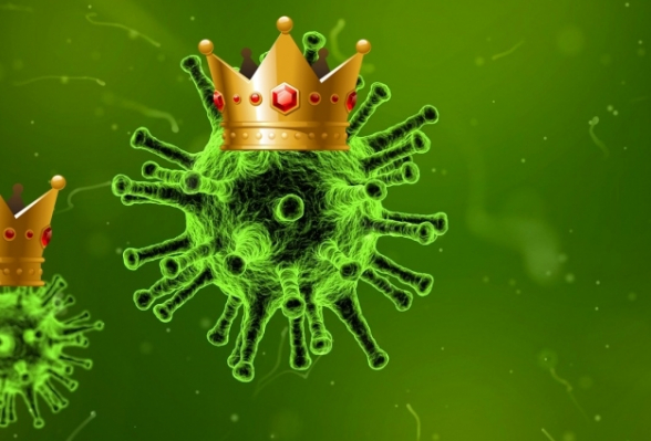 Короновирусный «пёс»